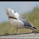 Shark bird meme