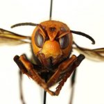 Asian Hornet