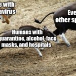 Tiger chasing guar | Nature with coronavirus; Every other species; Humans with quarantine, alcohol, face masks, and hospitals | image tagged in tiger chasing guar | made w/ Imgflip meme maker