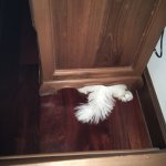 Dog hiding under cabinet