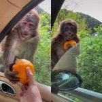 happy monkey meme