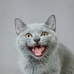 Laughing cat