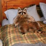 obese racoon meme