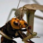 Murder Hornet VS Mantis