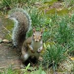 Squirrel | image tagged in squirrel | made w/ Imgflip meme maker