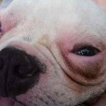 perro ojos inchados