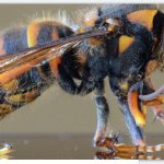 Murder Hornets