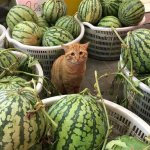 watermeloncat