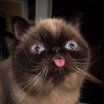 Cat tongue raspberry