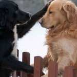 dogs | image tagged in dogs | made w/ Imgflip meme maker