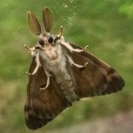 Cute gypsy moth
