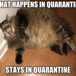 Fat Cat | WHAT HAPPENS IN QUARANTINE; STAYS IN QUARANTINE | image tagged in fat cat | made w/ Imgflip meme maker