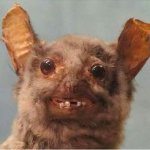 ugly bat