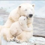 Polar bear with three babies
