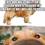 Incroyable ce chien ressent | THIS DOG WILL SMELL THAT PERSON WHO IS READING MY MEME BUT IS NOT WILLING TO UPVOTE | image tagged in incroyable ce chien ressent | made w/ Imgflip meme maker
