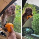 monkey given orange