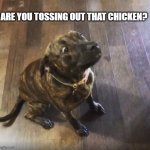 Scared Dog | ARE YOU TOSSING OUT THAT CHICKEN? | image tagged in your going to do what | made w/ Imgflip meme maker