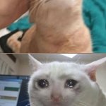 Pet the cat | YOU STARTED LEARNING A NEW LANGUAGE AND ARE NOT BAD AT IT; YOU DON'T HAVE FRIENDS TO USE IT | image tagged in pet the cat,crying cat,language | made w/ Imgflip meme maker