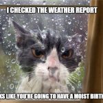 Moist birthday | I CHECKED THE WEATHER REPORT; LOOKS LIKE YOU'RE GOING TO HAVE A MOIST BIRTHDAY | image tagged in rainy cat | made w/ Imgflip meme maker
