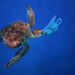 Turtle eating plastic