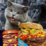 I can has cheezburger cat Meme Generator - Imgflip