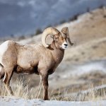 Big Horn Sheep