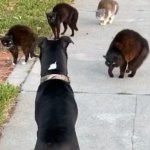 Dog vs cat gang