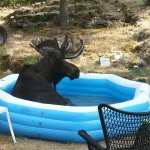 Moose in an inflatable pool meme