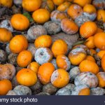 Pile Of Moldy Rotting Oranges
