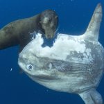 sunfish chomp