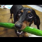 Cucumber dog