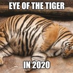 Fat tiger | EYE OF THE TIGER; IN 2020 | image tagged in fat tiger | made w/ Imgflip meme maker