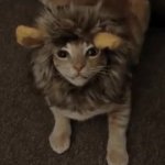 Lion Cat GIF Template