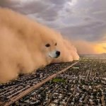 Dust storm dog