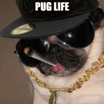 Gangster Pug | PUG LIFE | image tagged in gangster pug | made w/ Imgflip meme maker