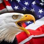 bald eagle us flag