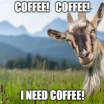 Coffee Goat | COFFEE!   COFFEE! I NEED COFFEE! | image tagged in funny memes | made w/ Imgflip meme maker