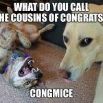 Bad Joke Dog | WHAT DO YOU CALL THE COUSINS OF CONGRATS? CONGMICE | image tagged in bad joke dog | made w/ Imgflip meme maker