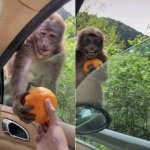 Monkey with orange