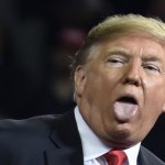 Trump window lick