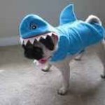 SharkPug