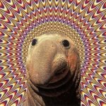 Hypno Elephant Seal meme