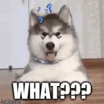 i didn't get that | WHAT??? | image tagged in gifs,confession bear | made w/ Imgflip video-to-gif maker