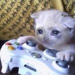 Sad Gaming Kitten