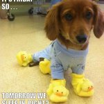 Puppy Duckie Shoes | IT'S FRIDAY SO . . . TOMORROW WE SLEEP IN, RIGHT? | image tagged in puppy duckie shoes | made w/ Imgflip meme maker