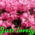 Just lovely! | Just lovely! | image tagged in just lovely | made w/ Imgflip meme maker