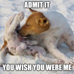 dog balls | ADMIT IT; YOU WISH YOU WERE ME | image tagged in dog licking bals | made w/ Imgflip meme maker