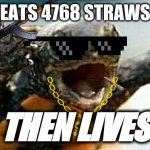 Turtle Say What? | EATS 4768 STRAWS THEN LIVES | image tagged in turtle say what | made w/ Imgflip meme maker
