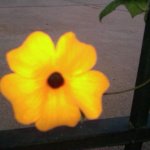Yellow contrast flower