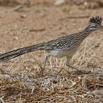 The roadrunner